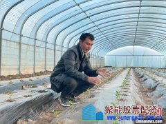 新疆英吉沙县:2.1亿株辣椒苗陆续出棚