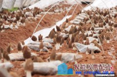 重庆黔江羊肚菌丰产 春天