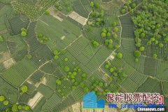 探访四川最大茶产区:茶市供销两旺 茶旅融合走