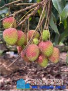 从一骑红尘到生鲜冷链 南